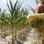 Droght-ravaged corn field
