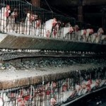 Chickens In Battery Cages