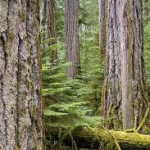 68 percent of British Columbians say they'd pay more taxes to protect the province's forests and wildlife
