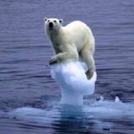 polar_bear_sinking