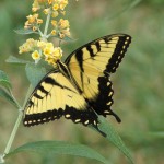 An Eastern Swallowtail.