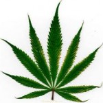 Colorado and Washington have legalized recreational marijuana use.